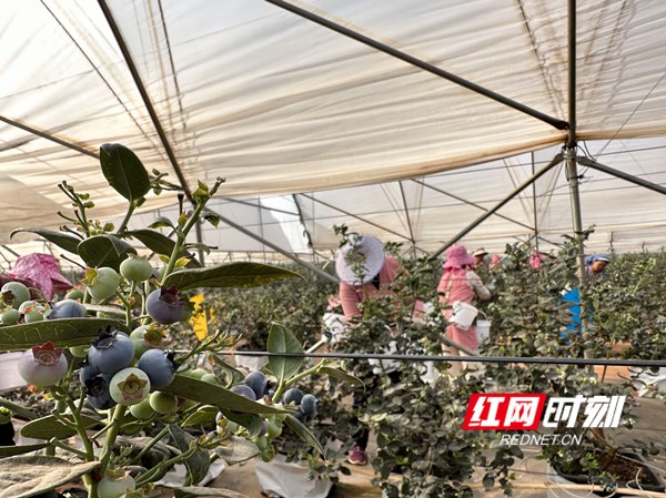 ▲云南蓝莓今年大丰产，当地新农人准备开拓新的销售渠道，借助拼多多等电商平台把高品质的蓝莓卖好。图为云南建水的果农在大棚里采摘蓝莓。朱博｜图_副本.jpg