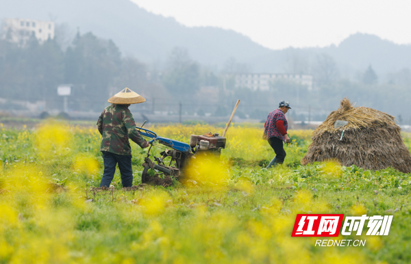 2月28日，万佛山镇杏花村，村民在翻耕田地。2.jpg