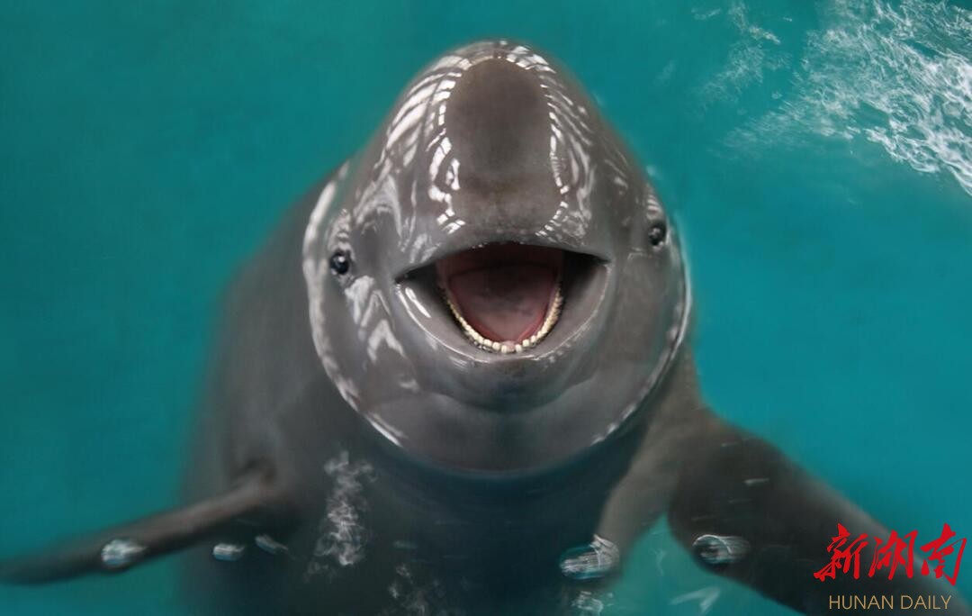 1249头！长江江豚数量回升