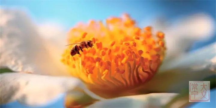 1油茶花.jpg