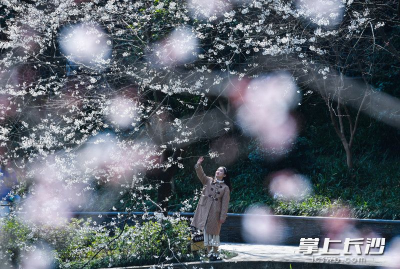 望月公园里游客正在樱花树下拍照。