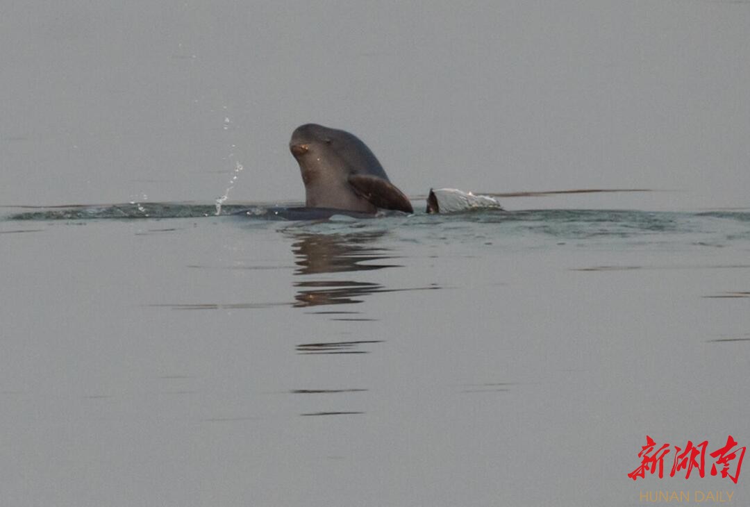 1249头！长江江豚数量回升