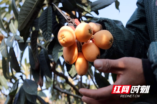 ▲四川省攀枝花市米易县是全国枇杷早熟产区之一，这里产出的枇杷果肉紧实、甜度更高。段玉良_摄.jpg