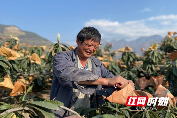 ▲米易县草场镇龙华村，农户王贵金正在采摘成熟的枇杷，因种植技术好他被聘为“田间教师”。沙棘_摄.jpg