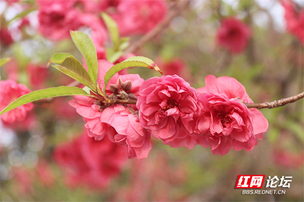 125338dv5w58e50kv2mtib.jpg 125338dv5w58e50kv2mtib.jpg