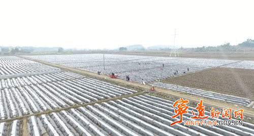 宁远：党建引领吹响烤烟移栽“冲锋号”_副本500.jpg