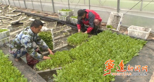 宁远：党建引领吹响烤烟移栽“冲锋号”2_副本500.jpg