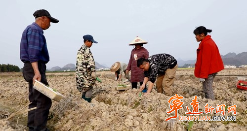 宁远：烤烟移栽正当时 农技指导助春耕_副本500.jpg