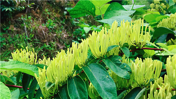 山银花