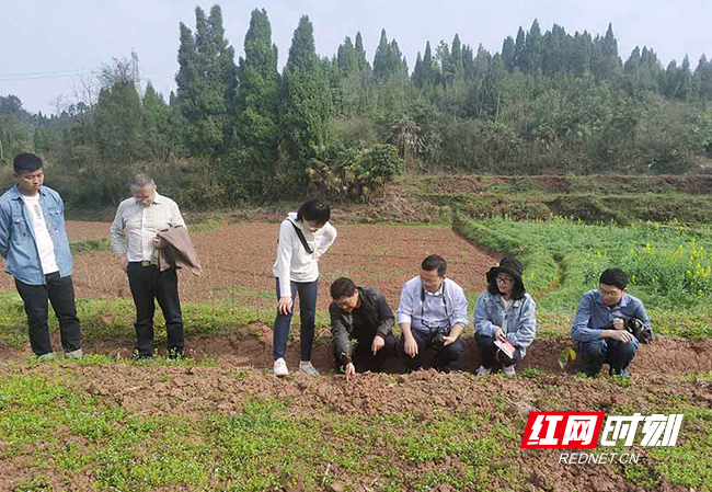 邵胜强（中）察看中药材长势。刘松摄影.jpg