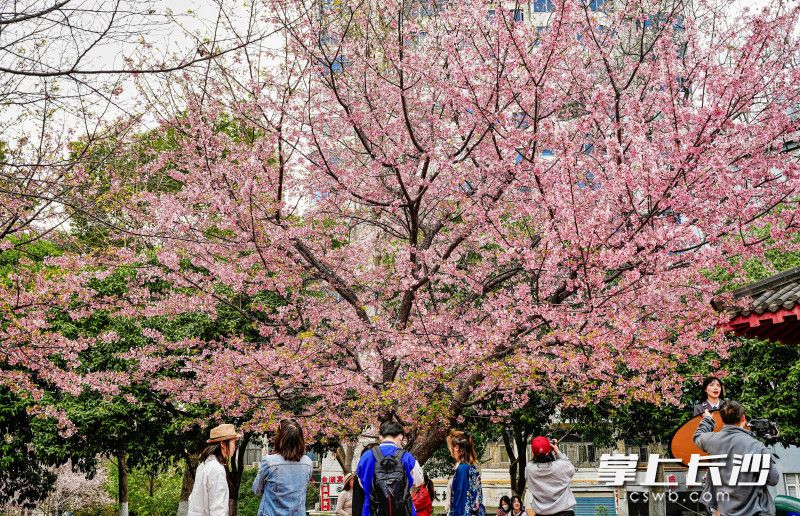 晓园公园早樱盛开，进入一年中最美的赏花期。 均为长沙晚报全媒体记者陈飞 摄