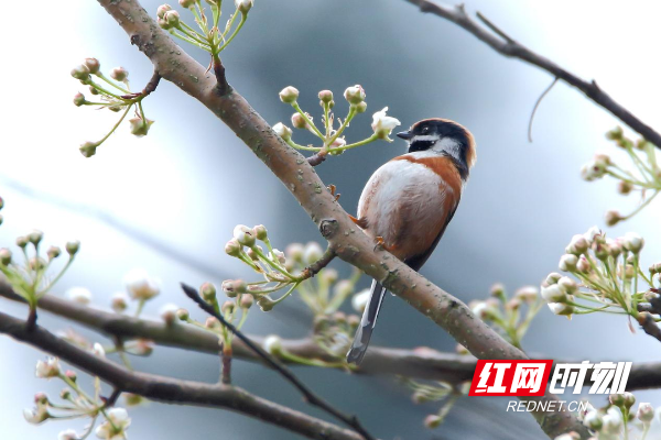 中国最小的两种鸟同在崀山被发现_邵商网