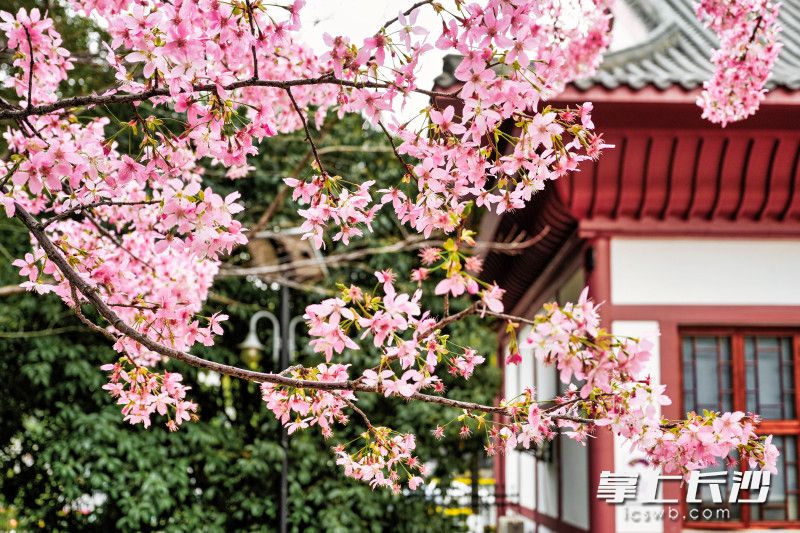  晓园公园里樱花树偏矮，方便游客拍照。