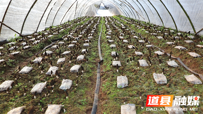 道县：小小羊肚菌&nbsp;绘出春日好&nbsp;“丰”景04.jpg