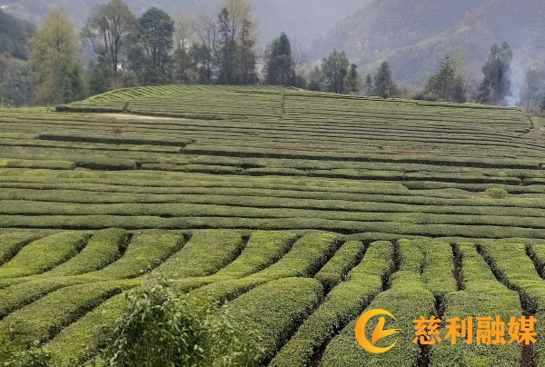 三合镇牧羊冲村茶园_副本.jpg
