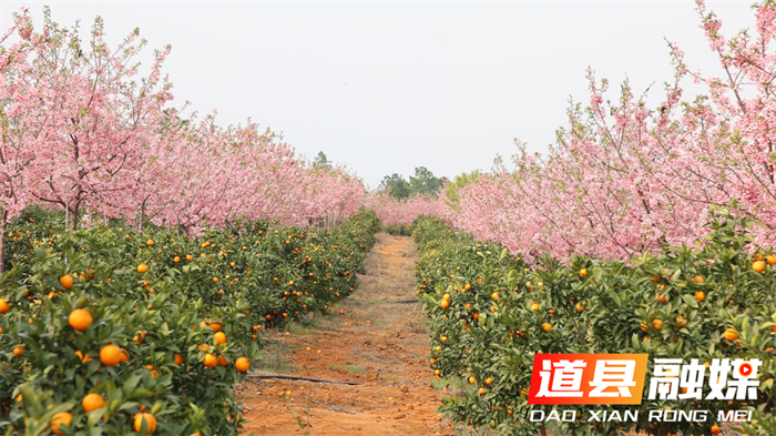 0309道县：红粉樱花邂逅晚熟沃柑 赏花摘果两相宜02.png