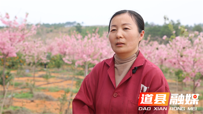 0309【陈新玉】道县：红粉樱花邂逅晚熟沃柑 赏花摘果两相宜.png