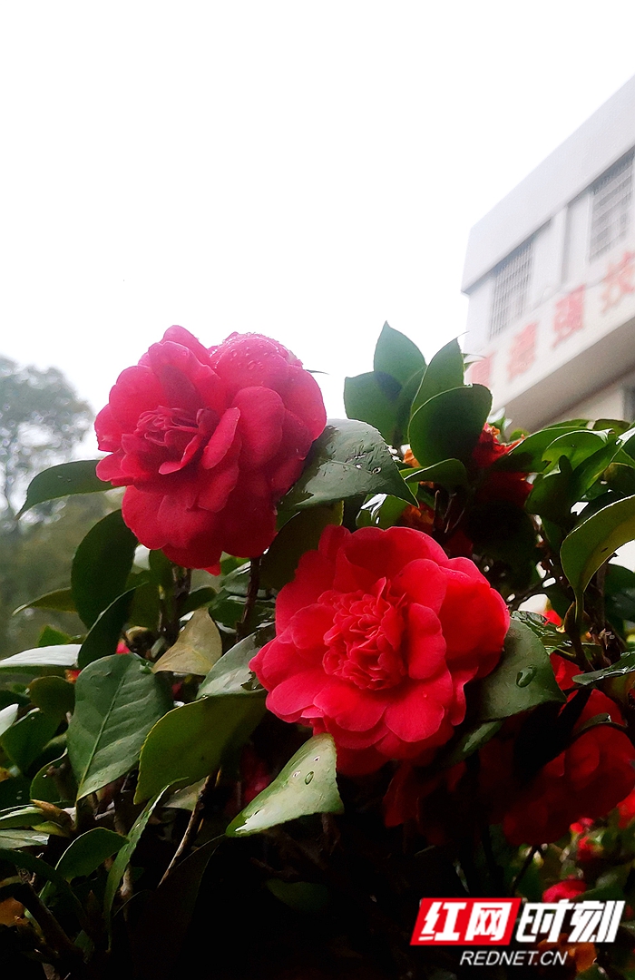 微信图片_20230309093635.jpg