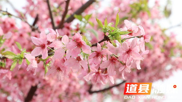 0309道县：红粉樱花邂逅晚熟沃柑 赏花摘果两相宜03.png