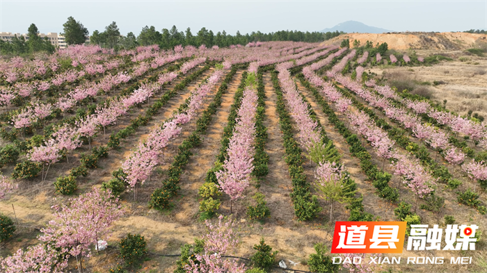 0309道县：红粉樱花邂逅晚熟沃柑 赏花摘果两相宜01.png