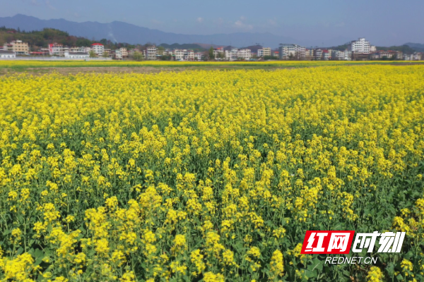 城步：油菜花开田园美 乡村振兴绘新卷3.jpg