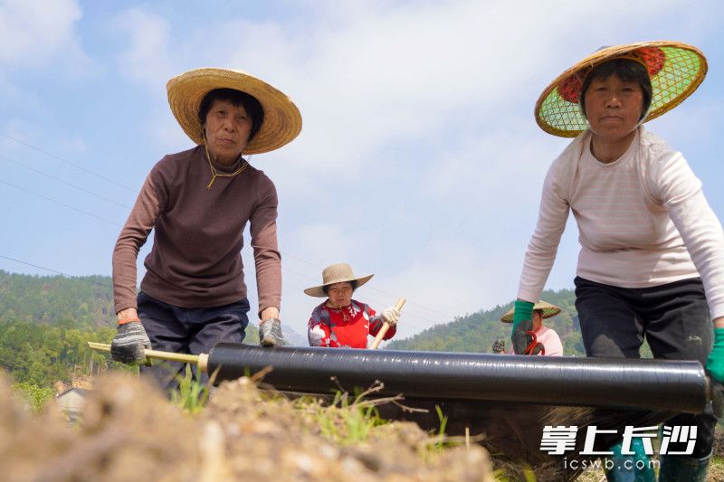 农户在田地里铺设黑色塑料膜。 均为长沙晚报全媒体记者 刘晓敏 摄