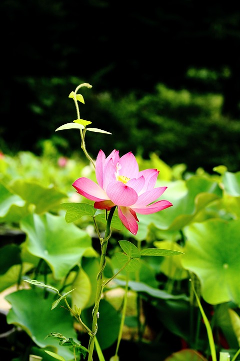 lotus-2045265_960_720.jpg