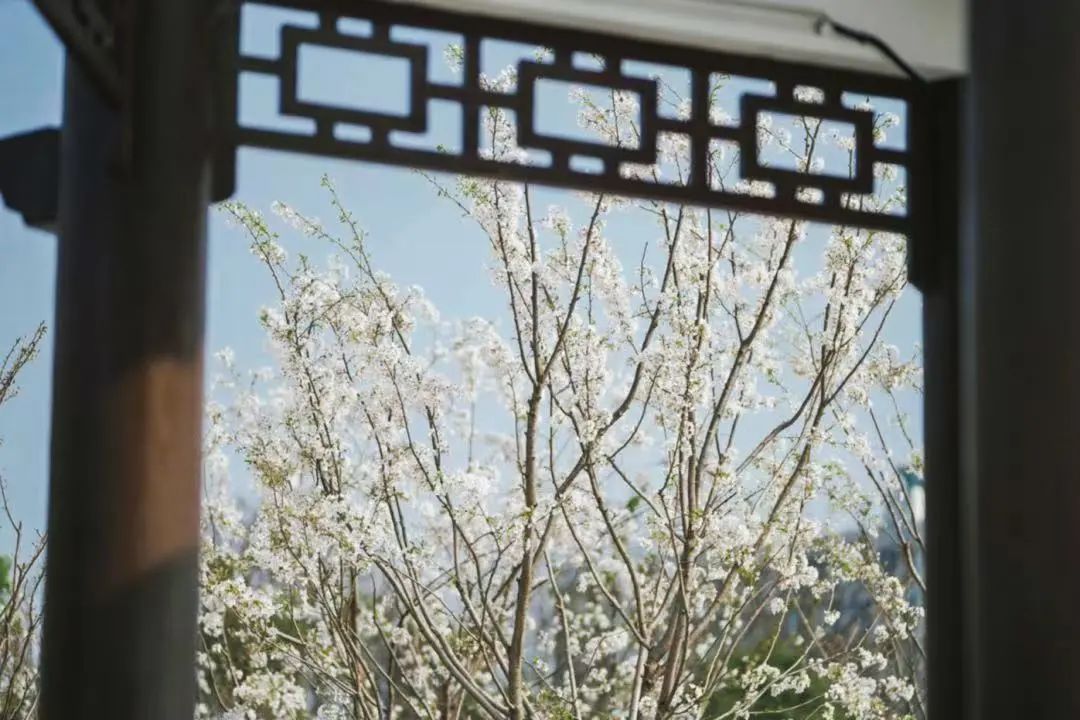 湖南烈士公园春季最新赏花预告