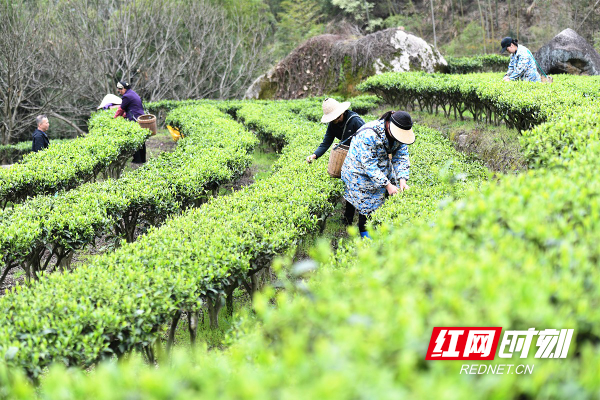 莽山春茶开采2_副本.jpg