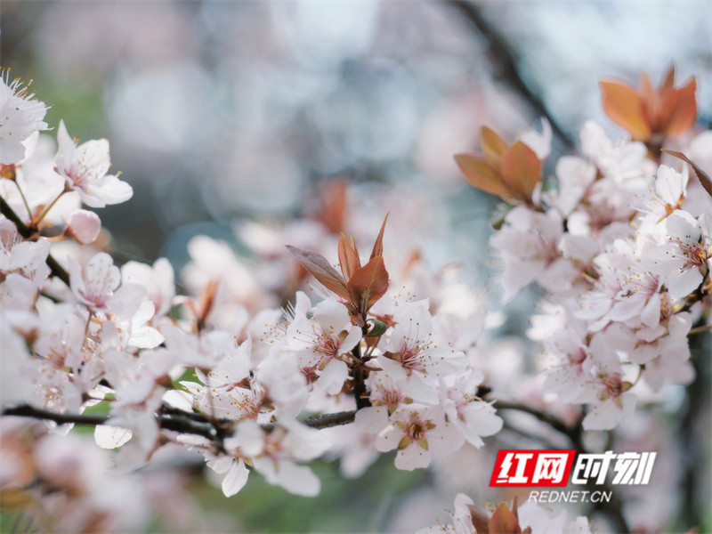 湖南科技学院：春暖花开校园美（组图）