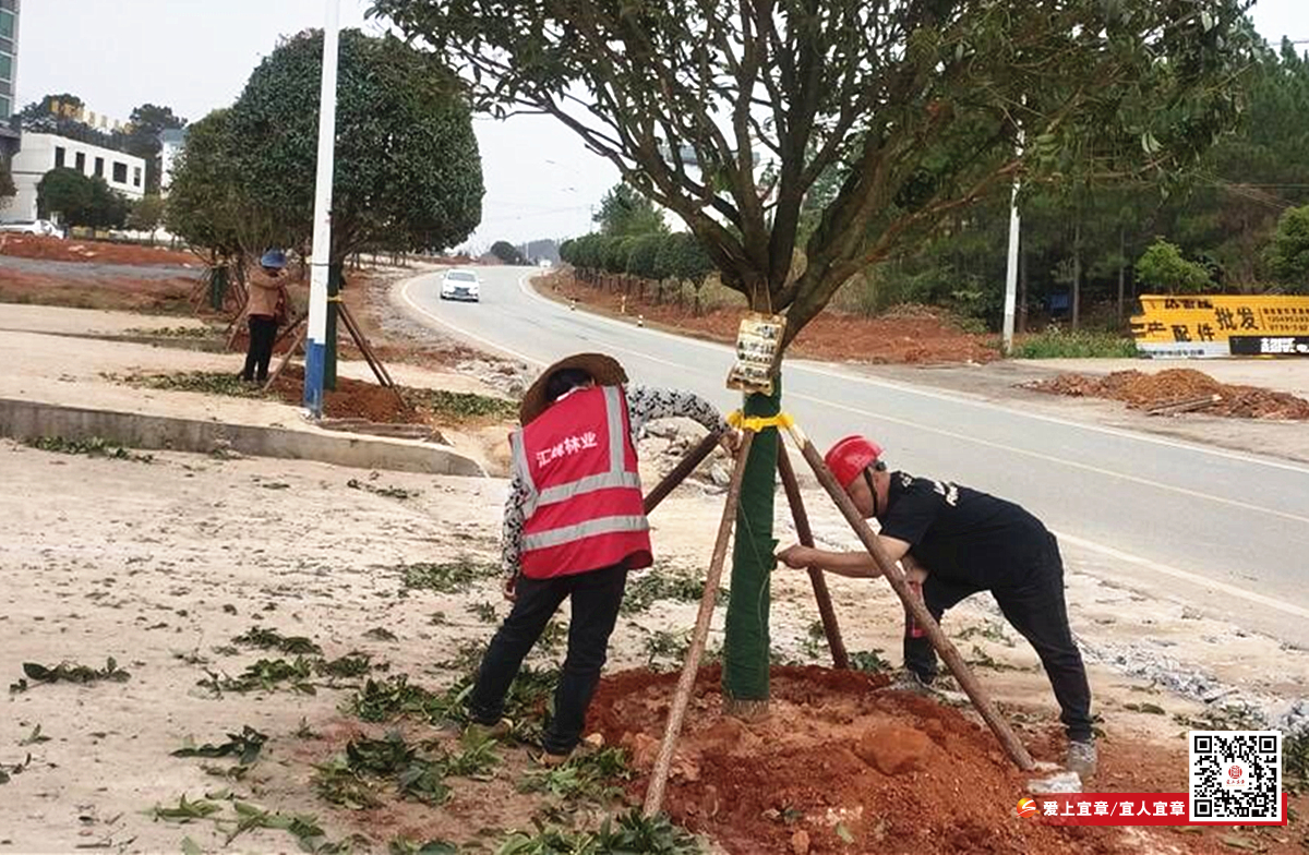 黄沙植树P_副本.jpg 黄沙植树P_副本.jpg