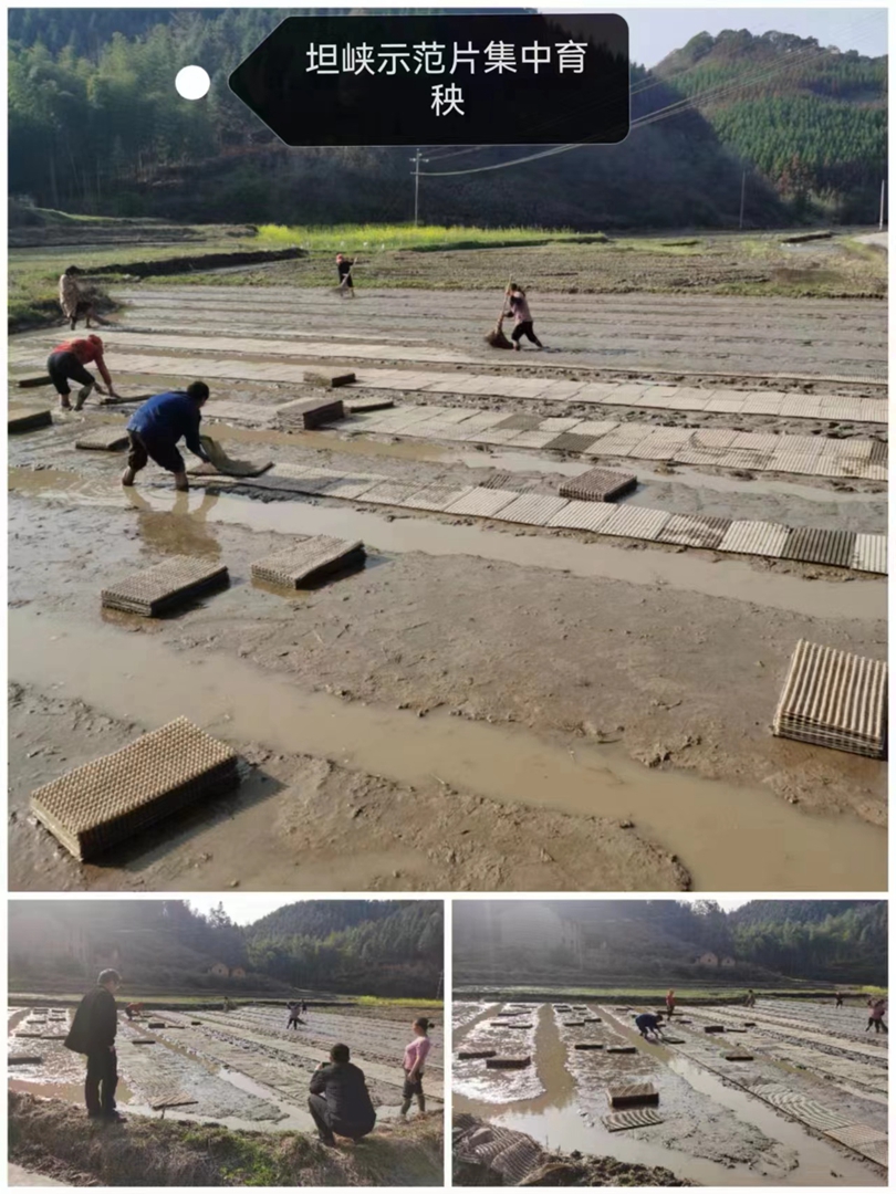 安仁县早稻集中育秧现场 (2).jpg