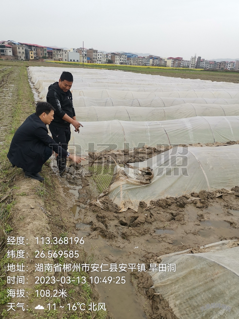 安仁县早稻集中育秧现场 (3).jpg