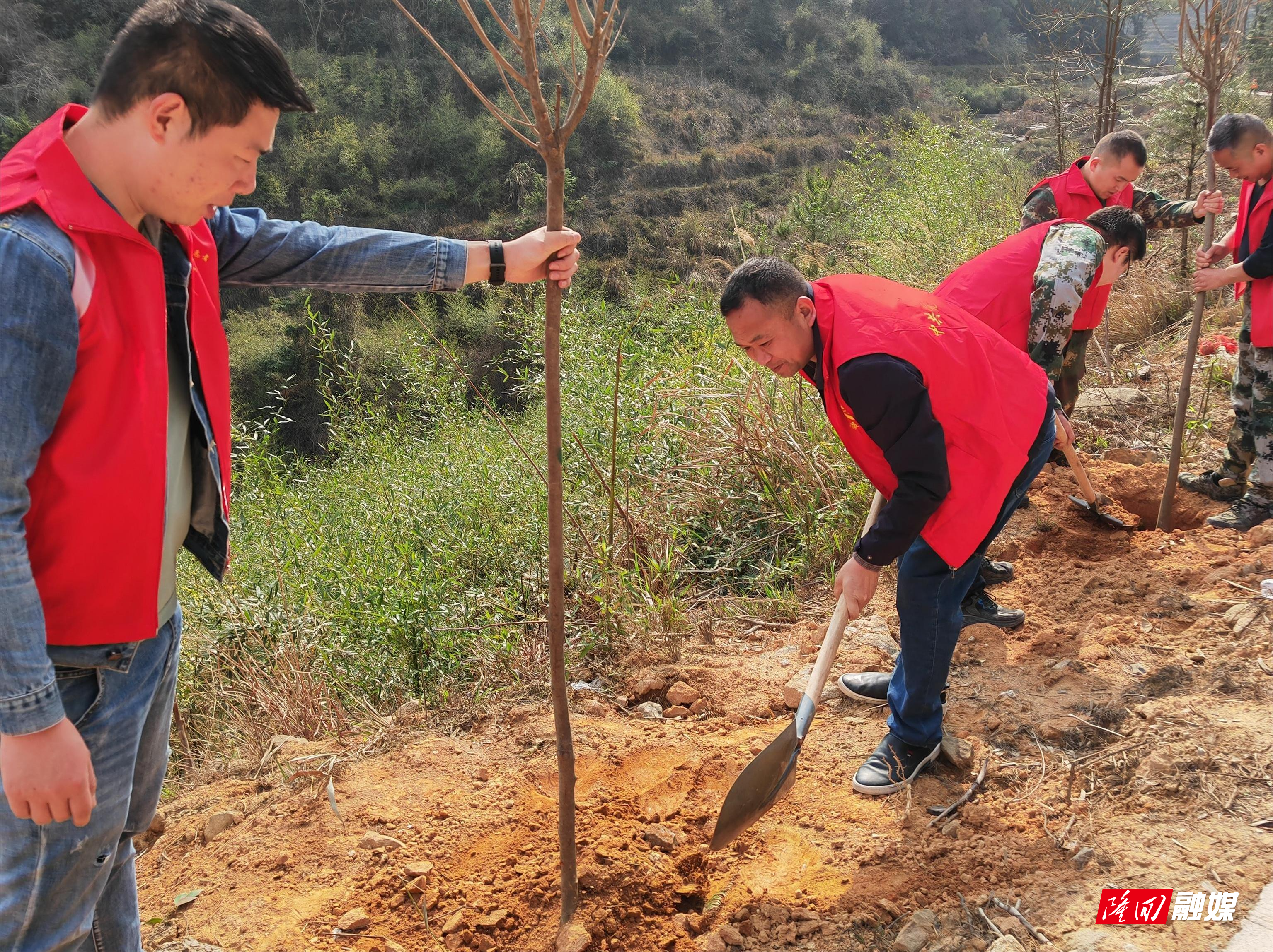 镇长植树.jpg 镇长植树.jpg