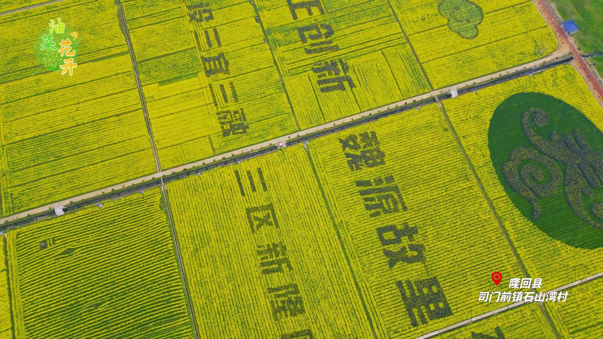 早安隆回 |  看魏源故里油菜花海  体验早安隆回诗画之旅