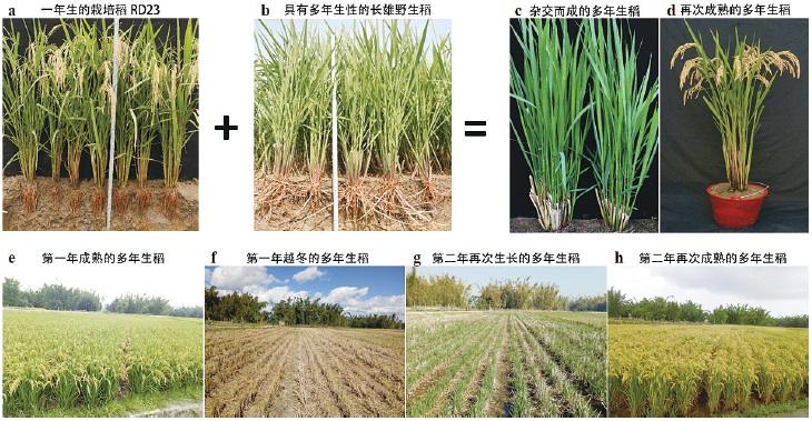 多年生稻：水稻生产的又一革命？