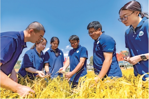 多年生稻：水稻生产的又一革命？