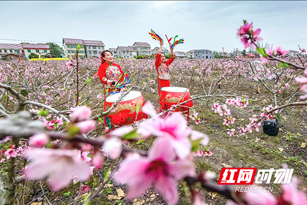 常德西湖：金色桃海花开如画 乡村振兴再展新颜