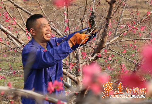 宁远：桃花开 管护忙_副本500.jpg