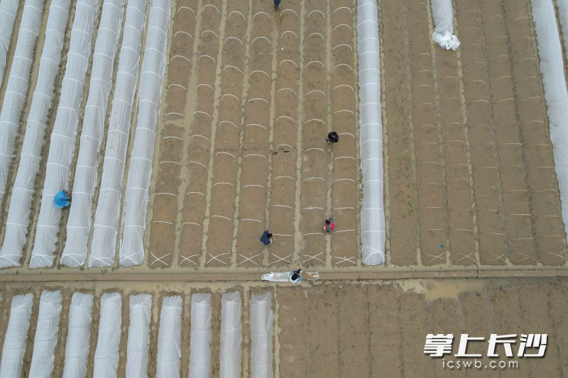 湖南省水稻研究所试验田里，科研人员正在进行各类试验种的播种和覆膜。 长沙晚报全媒体记者 易亿 摄