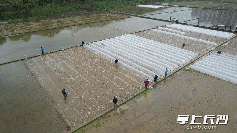 水稻试验基地里，水稻科研人员们有条不紊地进行各类试验种的播种、覆膜。 长沙晚报全媒体记者 易亿 摄 