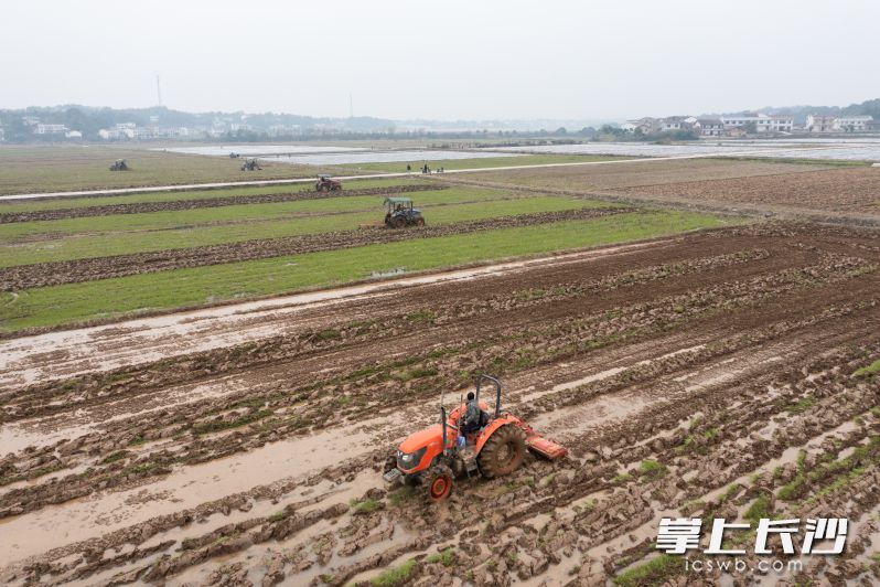 在淳口镇狮岩村，几台翻耕机在田中穿梭。现代化的翻耕，极大地提高了翻耕效率。  长沙晚报全媒体记者 黄启晴 摄