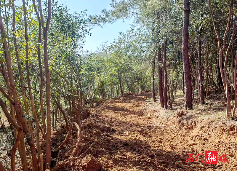 新铺镇：低产油茶改造助农增收致富 2.jpg