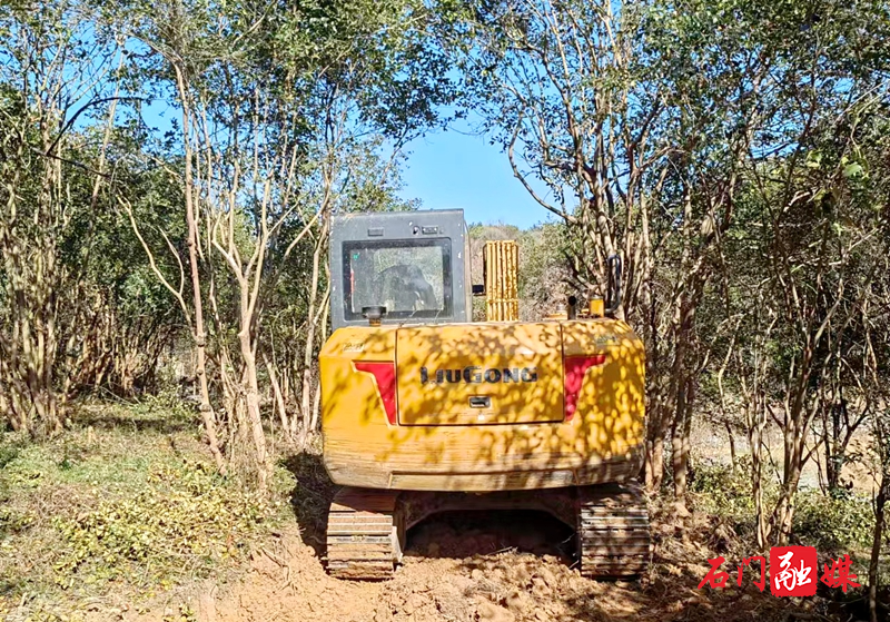 新铺镇：低产油茶改造助农增收致富 1.jpg