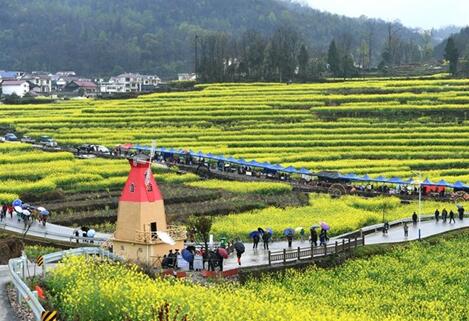 Blooming Canola Flowers Attract Tourists