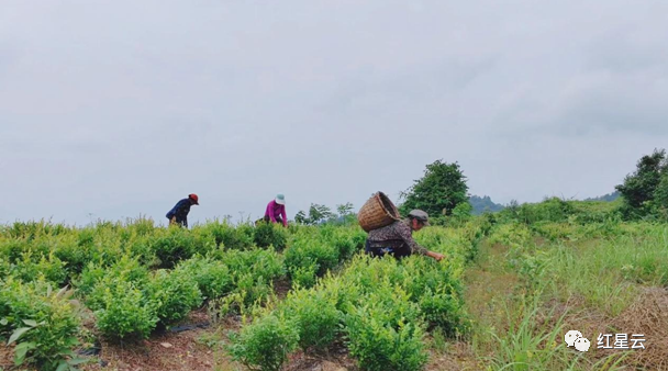 永定區大米界村巧用莓茶畫筆繪就綠色新卷