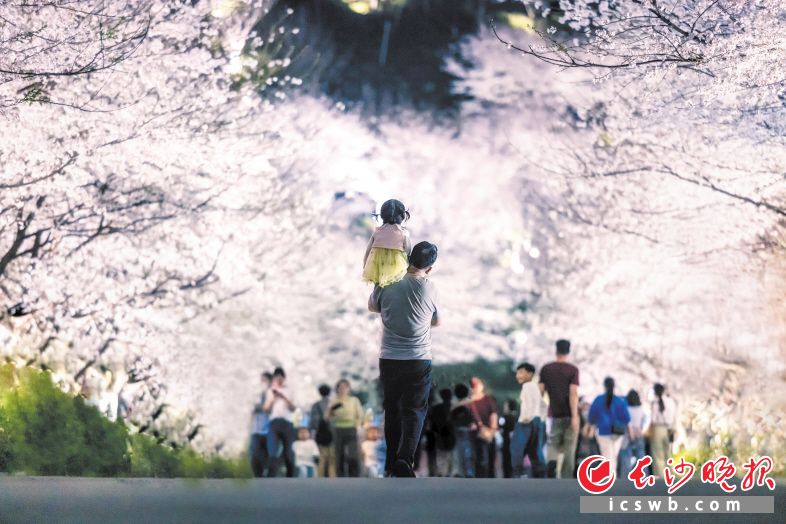 在晚安家居文化园，樱花盛开，花园式的园区令游客流连忘返。长沙晚报通讯员 丁咪 供图