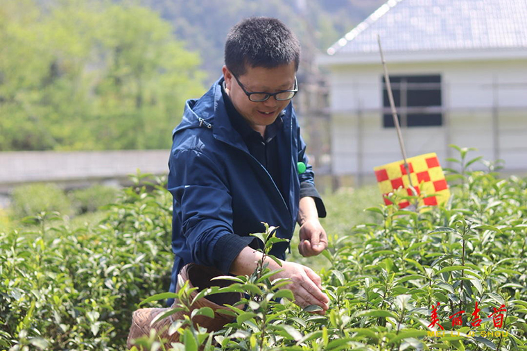 吉首市社塘坡学校：一捻一摘皆是情 采茶助农暖人心3.jpeg