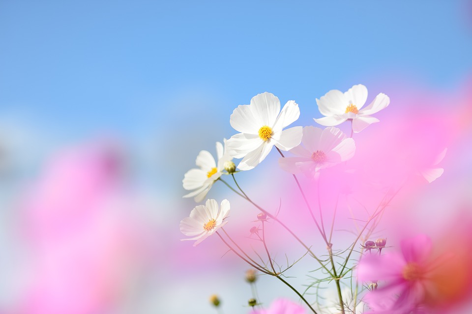 cosmos-7709242_960_720.jpg