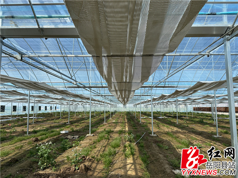 大棚内部.jpg
